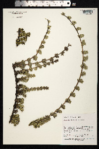 Image of Coprosma ernodeoides