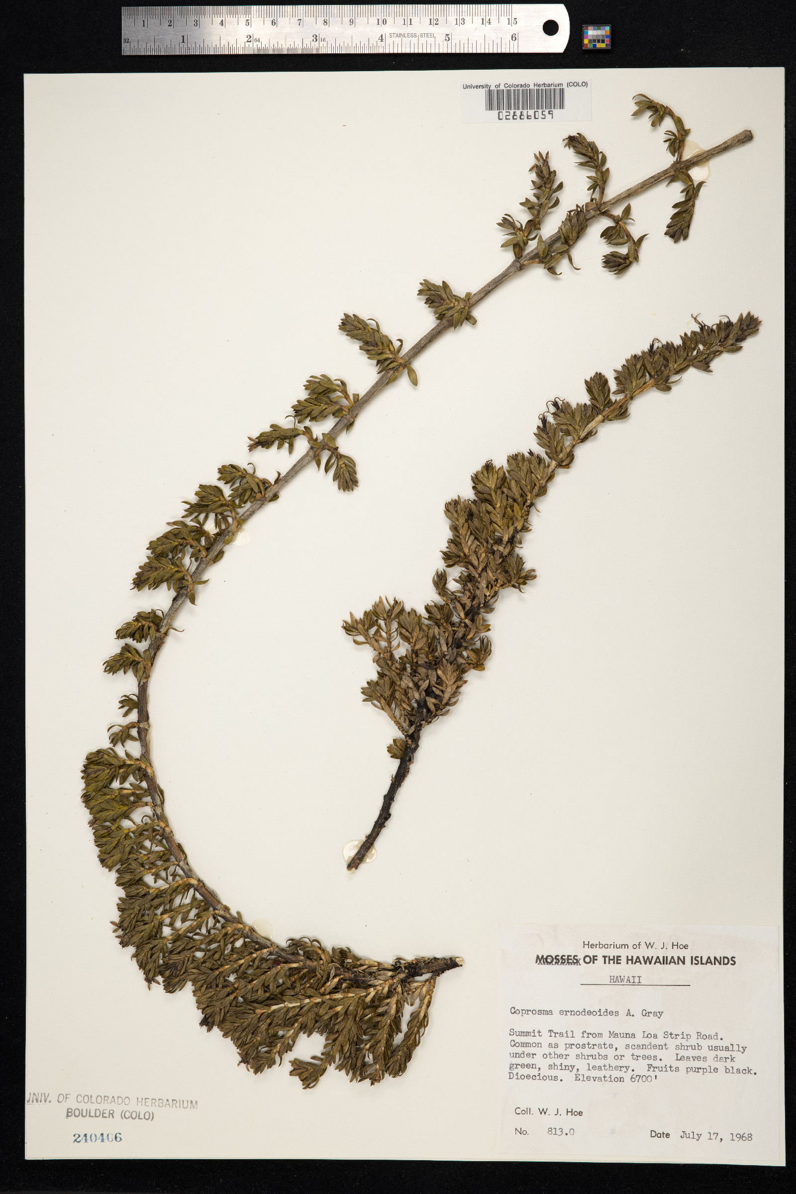 Coprosma ernodeoides image