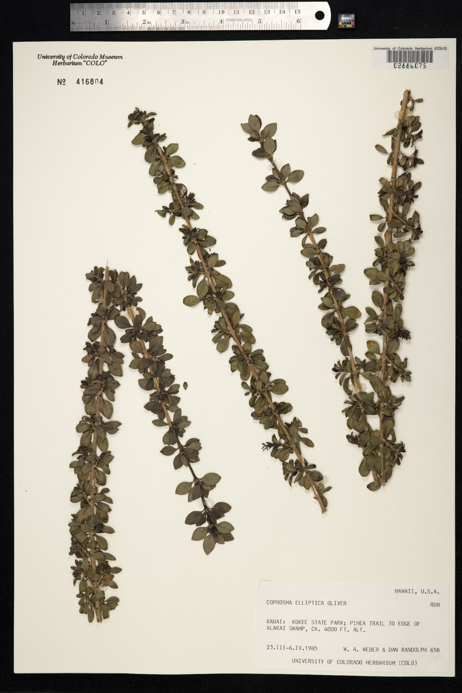 Coprosma elliptica image