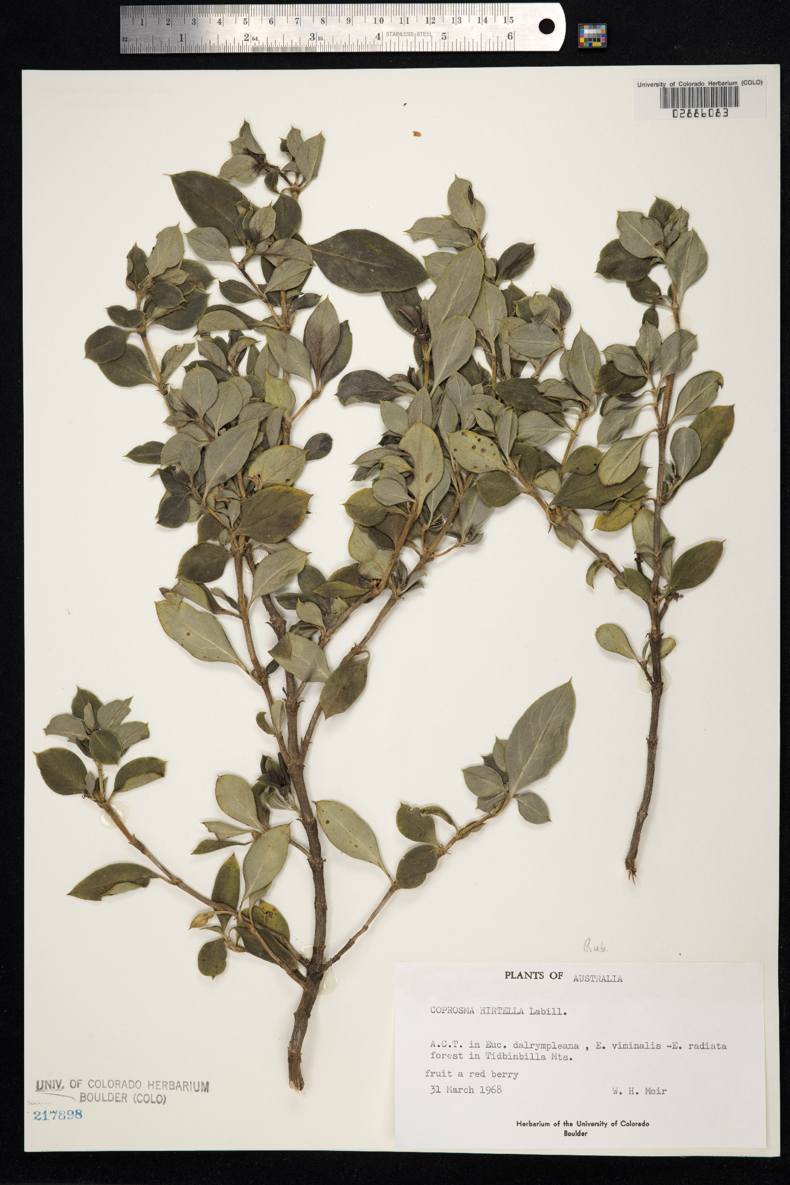 Coprosma elliptica image