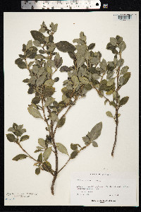 Image of Coprosma elliptica