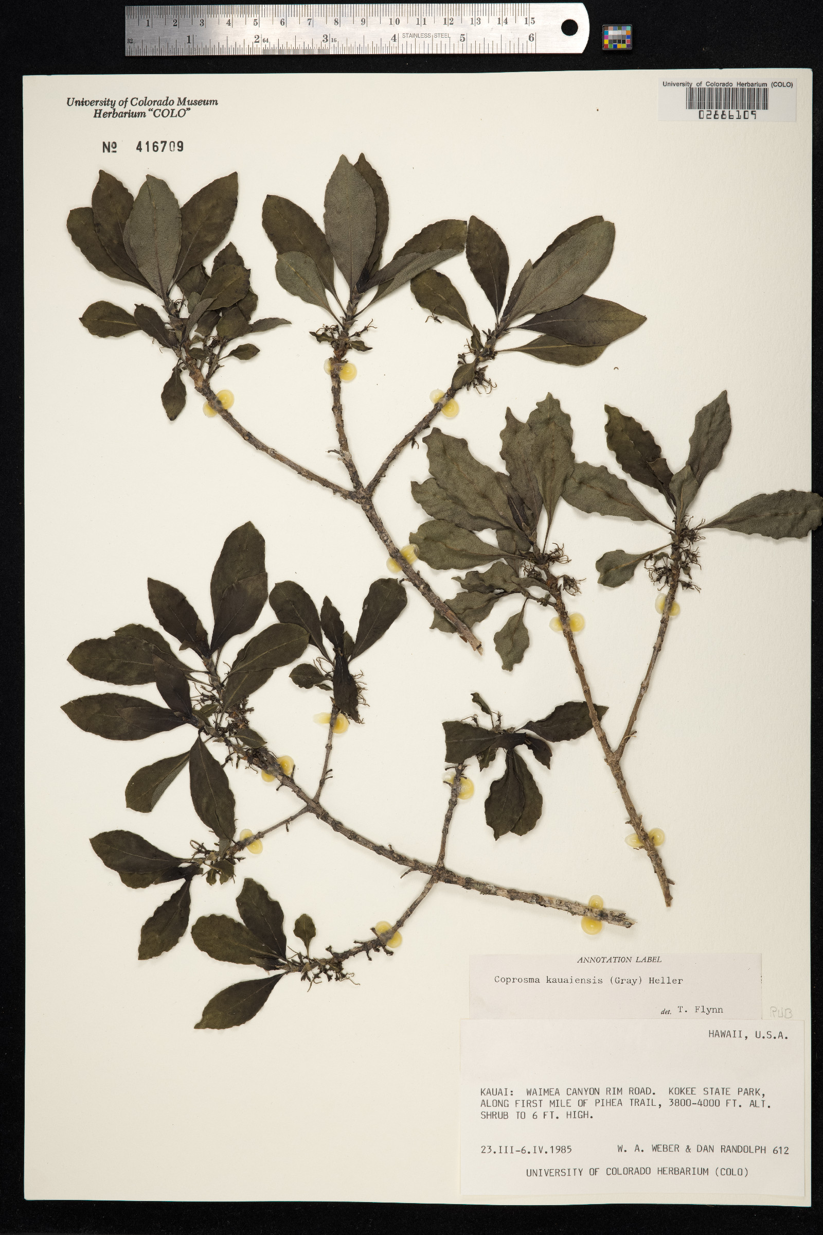 Coprosma kauensis image