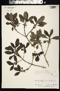 Image of Coprosma kauensis