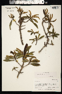 Coprosma kauensis image