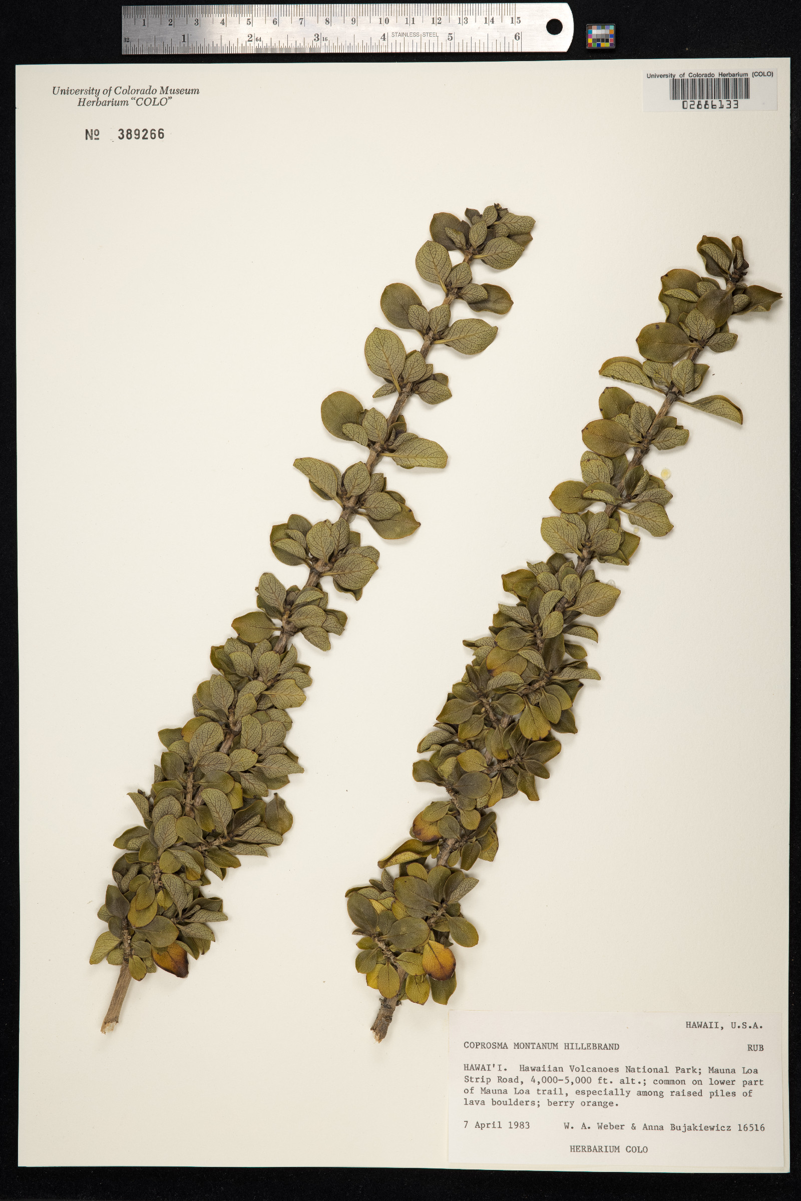 Coprosma montana image