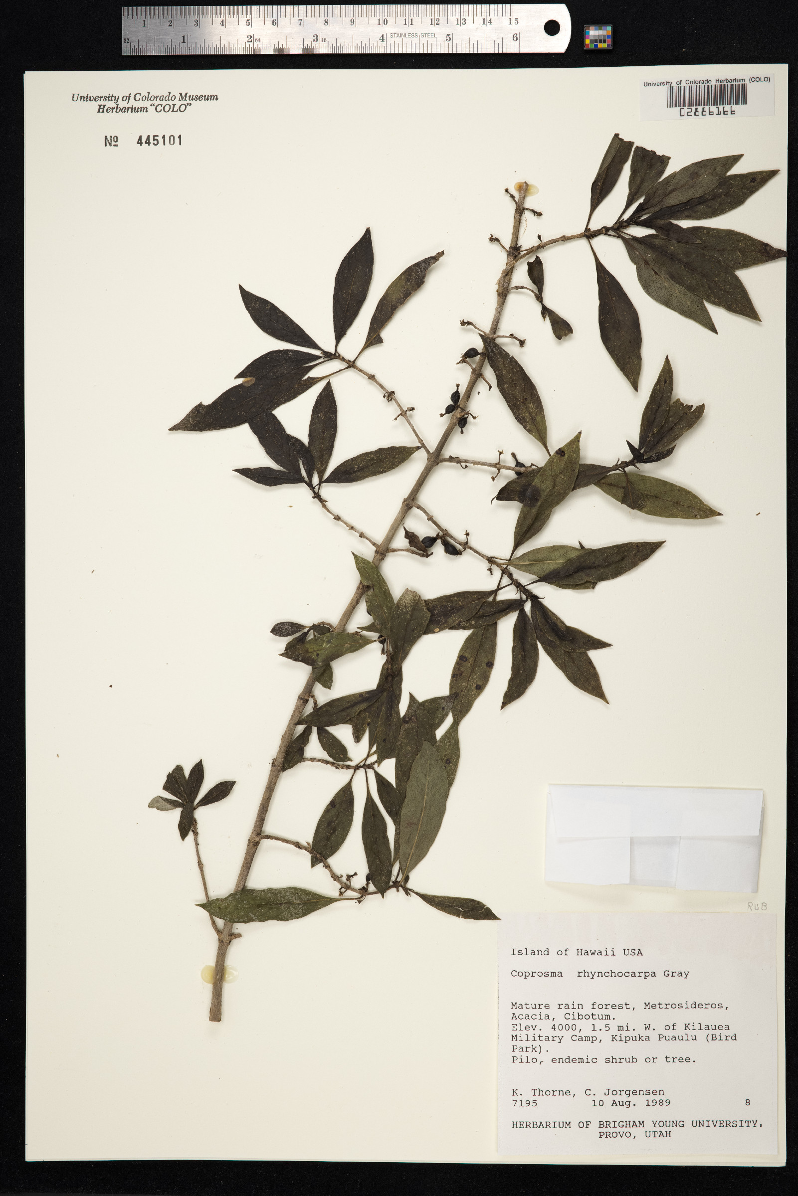 Coprosma rhynchocarpa image