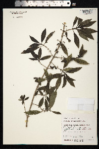 Image of Coprosma rhynchocarpa