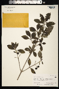 Coprosma waimeae image