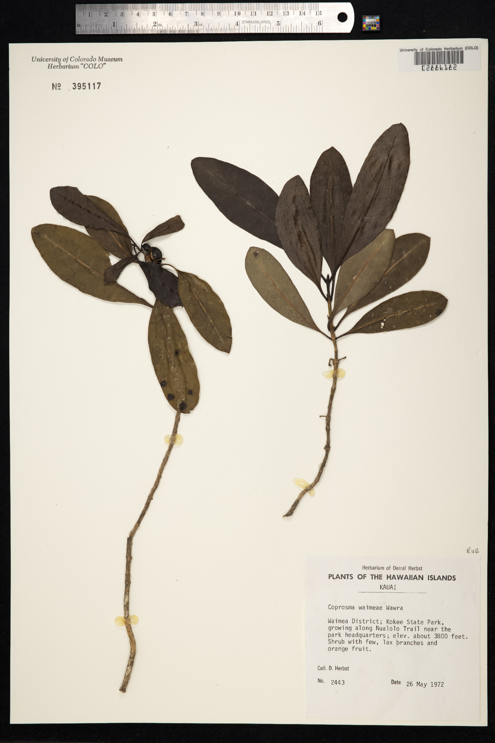 Coprosma waimeae image