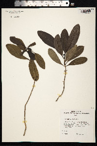 Image of Coprosma waimeae