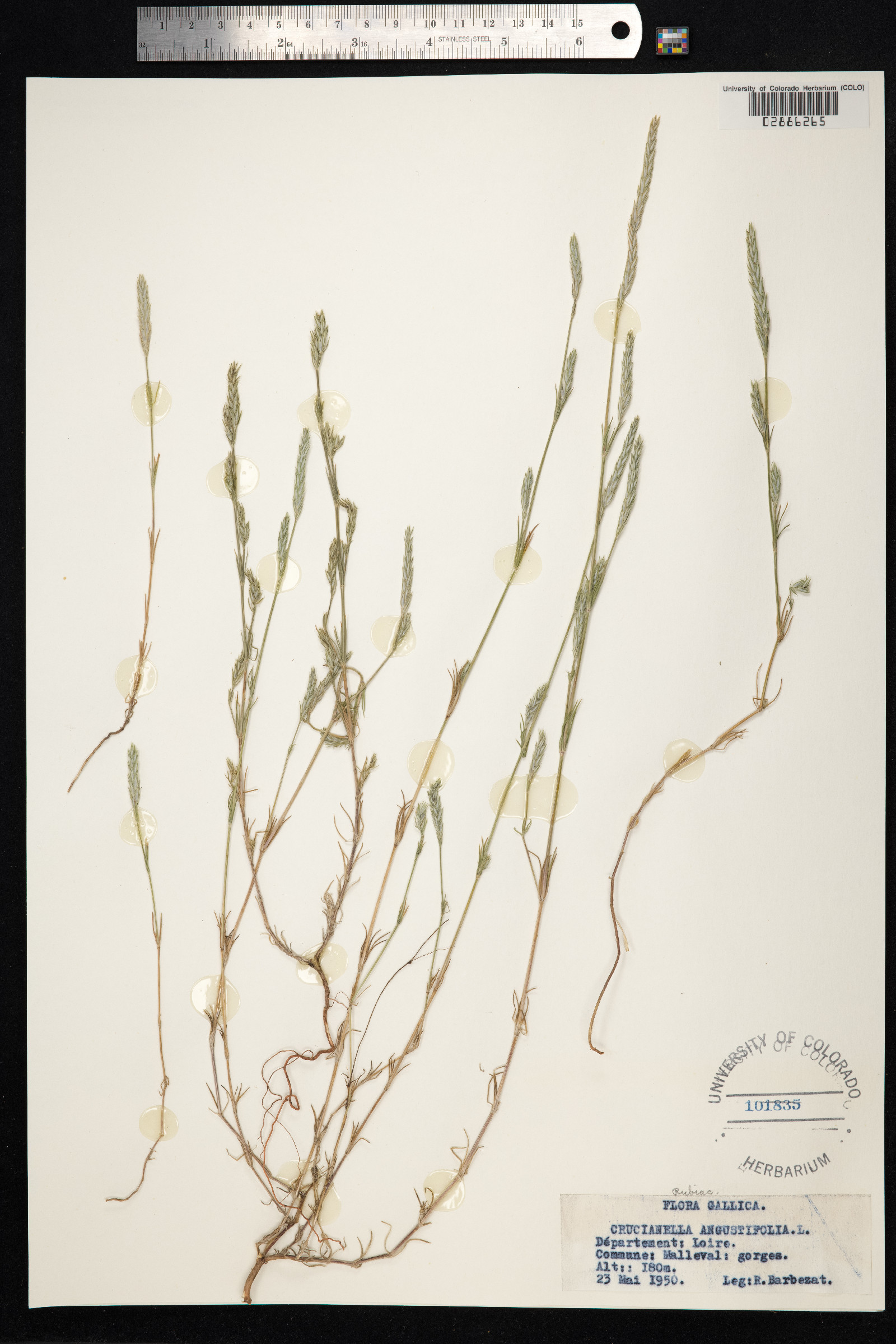 Crucianella angustifolia image