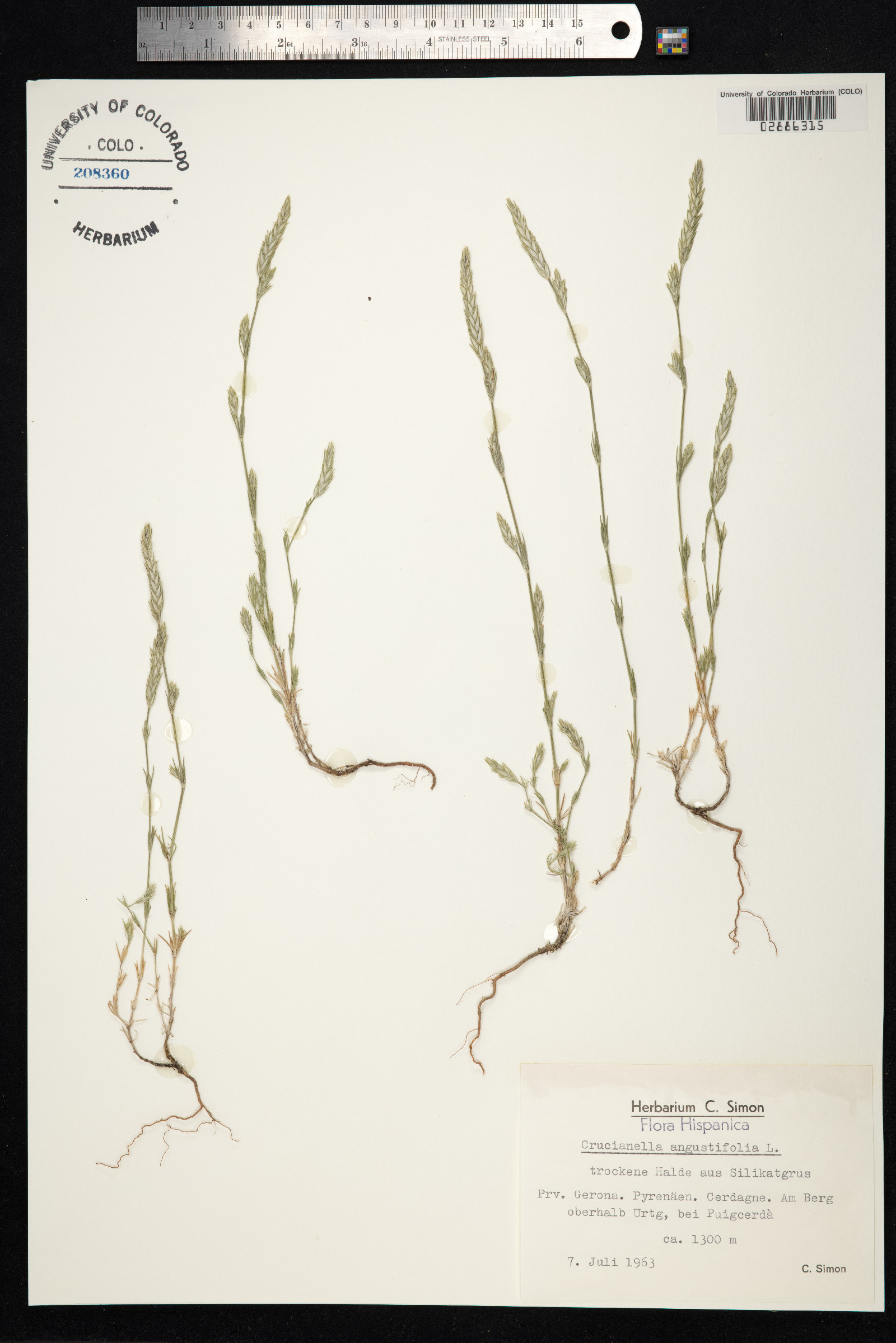 Crucianella angustifolia image