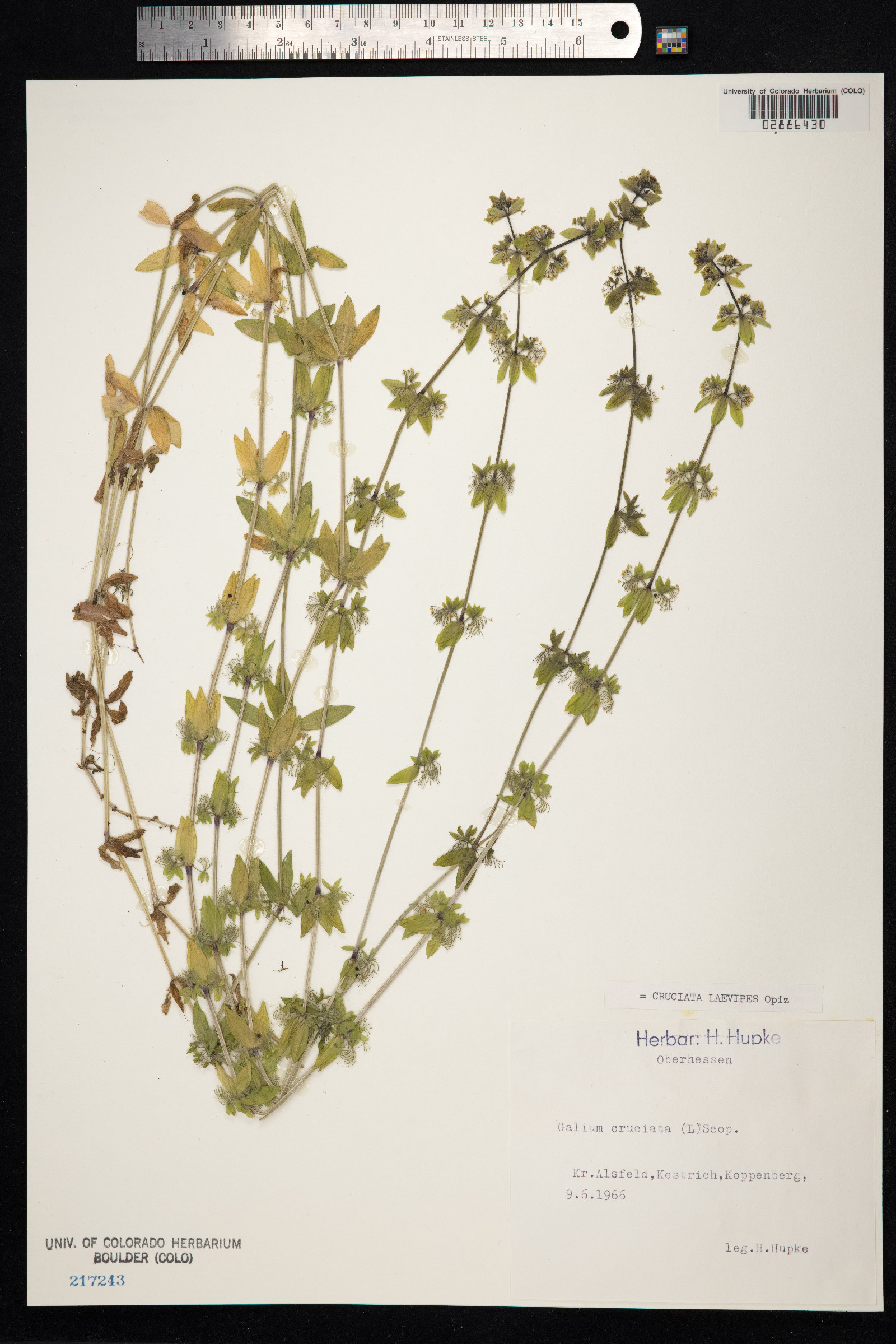 Cruciata laevipes image