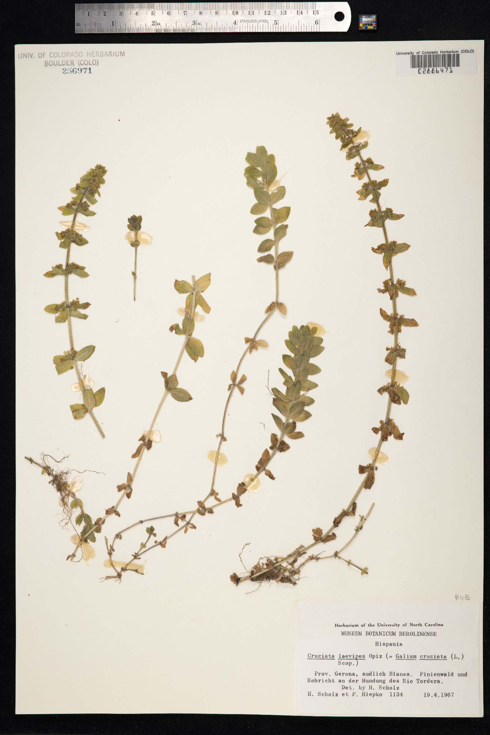 Cruciata image