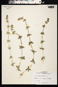 Cruciata laevipes image