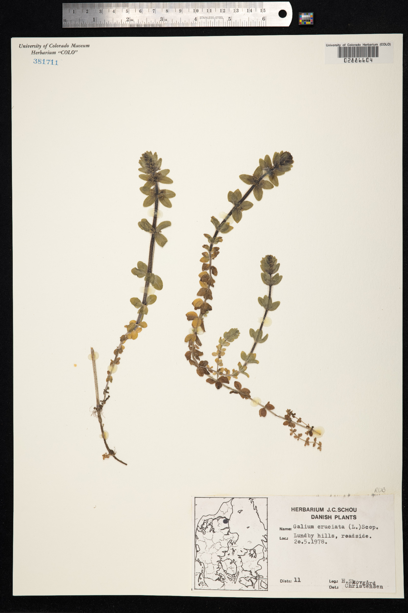 Cruciata laevipes image