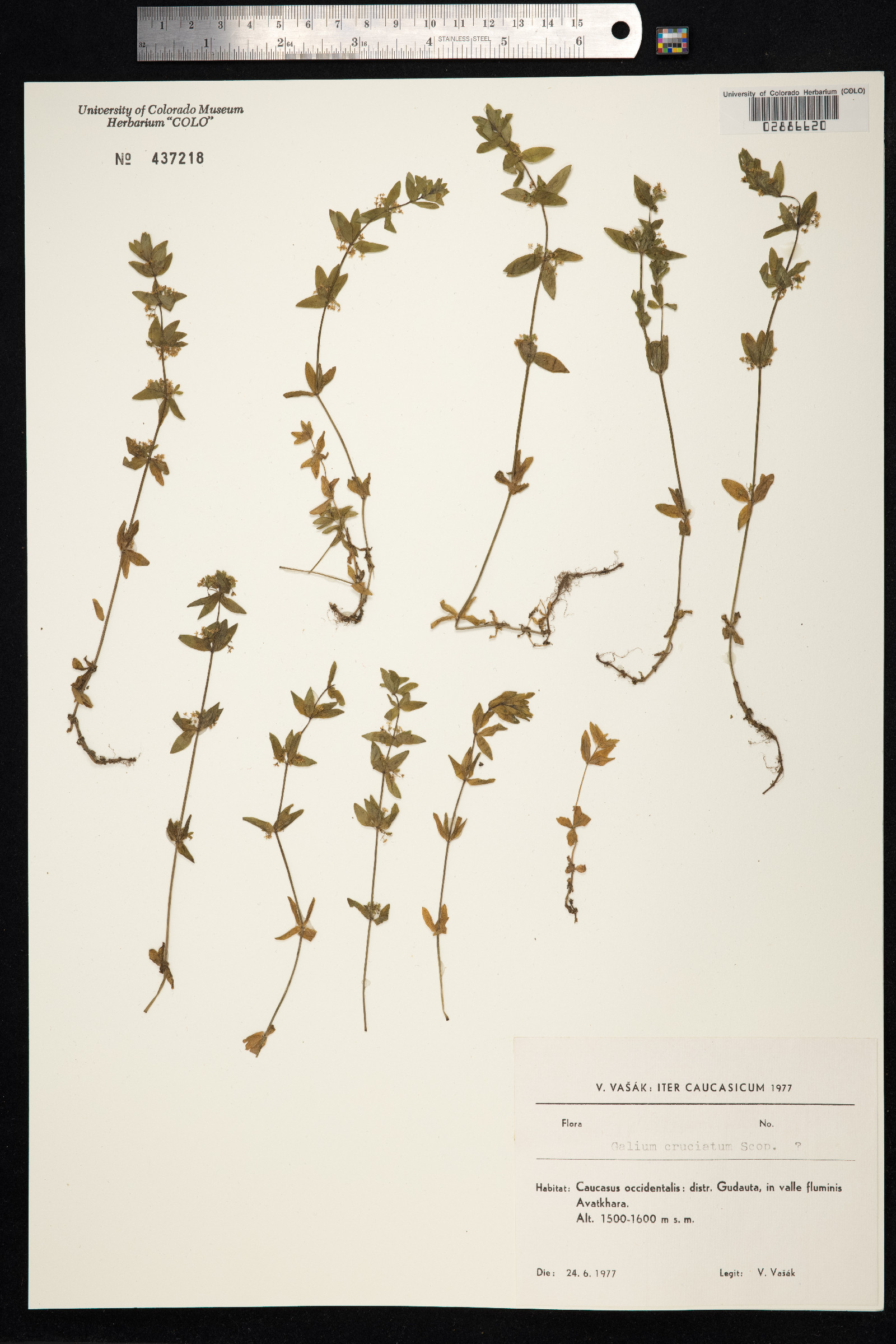 Cruciata laevipes image