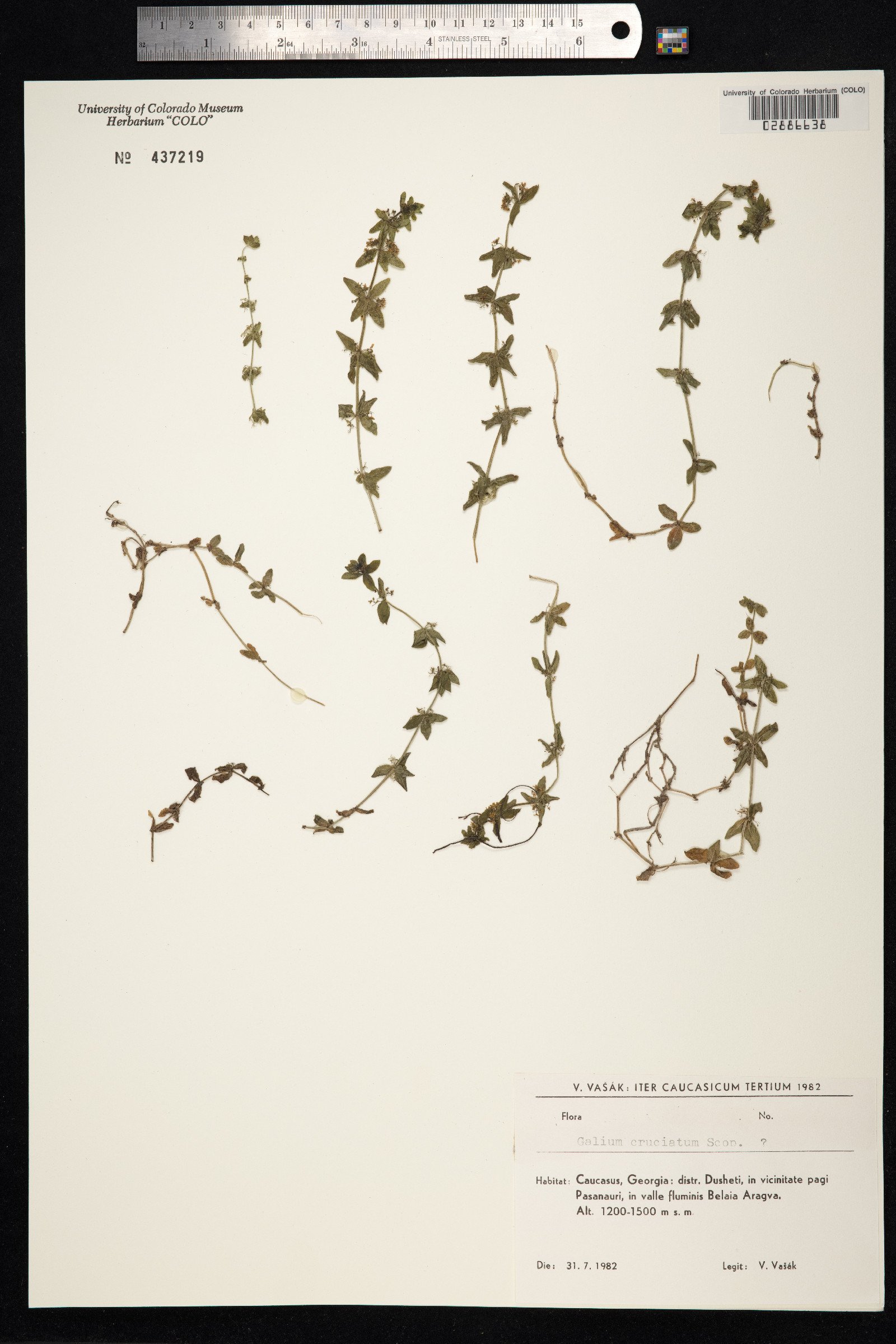 Cruciata laevipes image