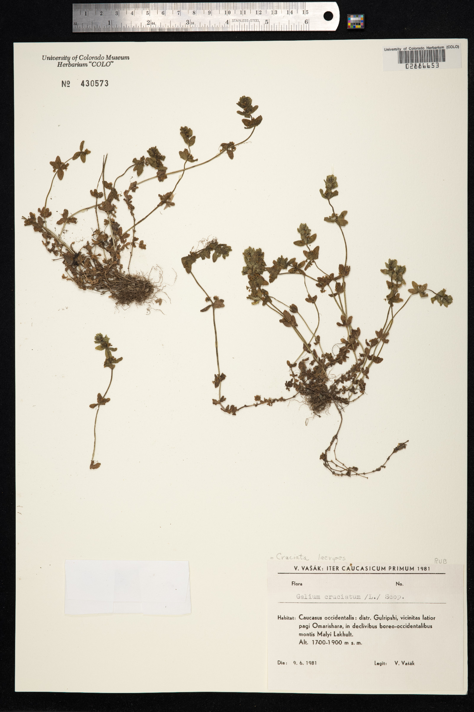 Cruciata laevipes image