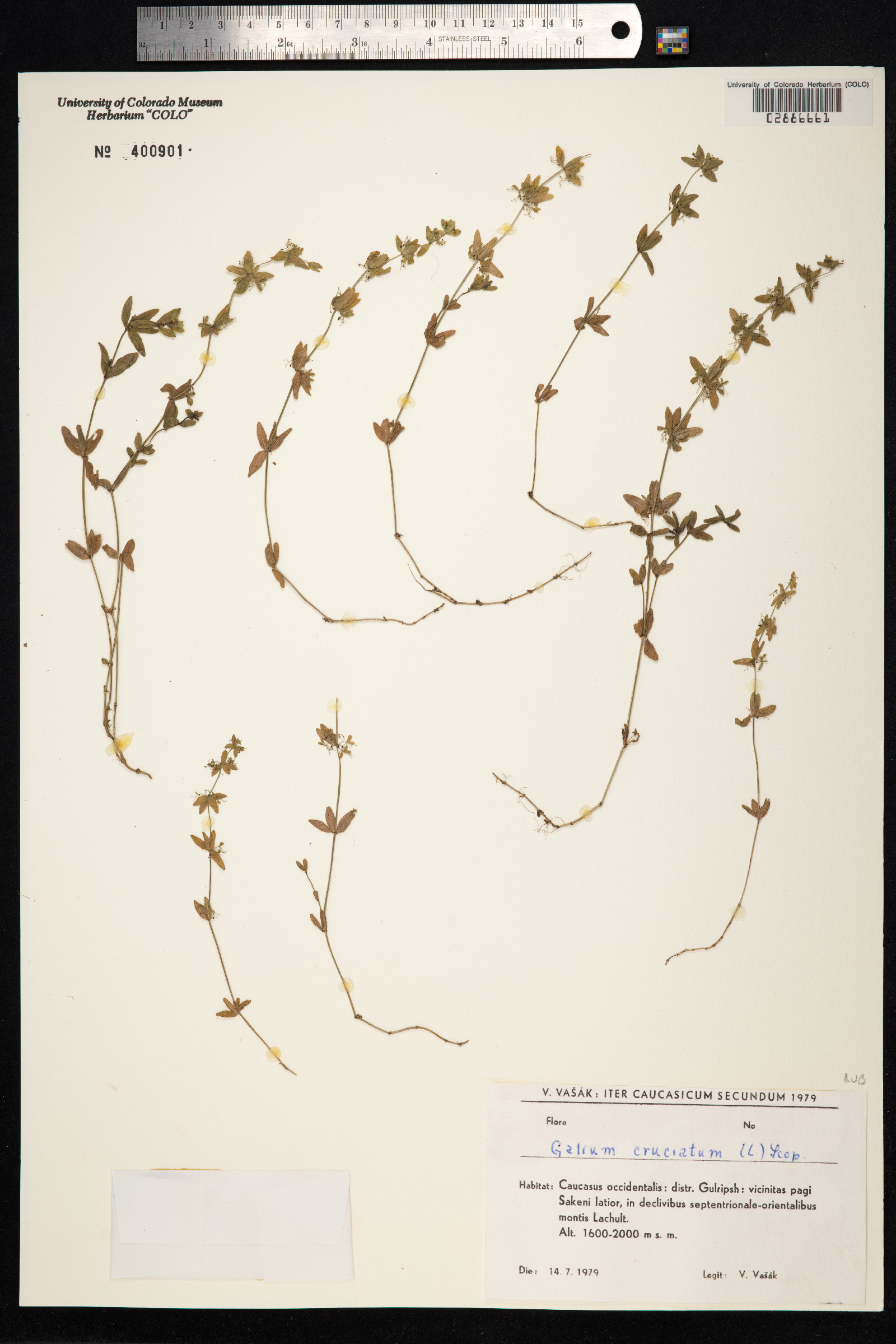 Cruciata laevipes image