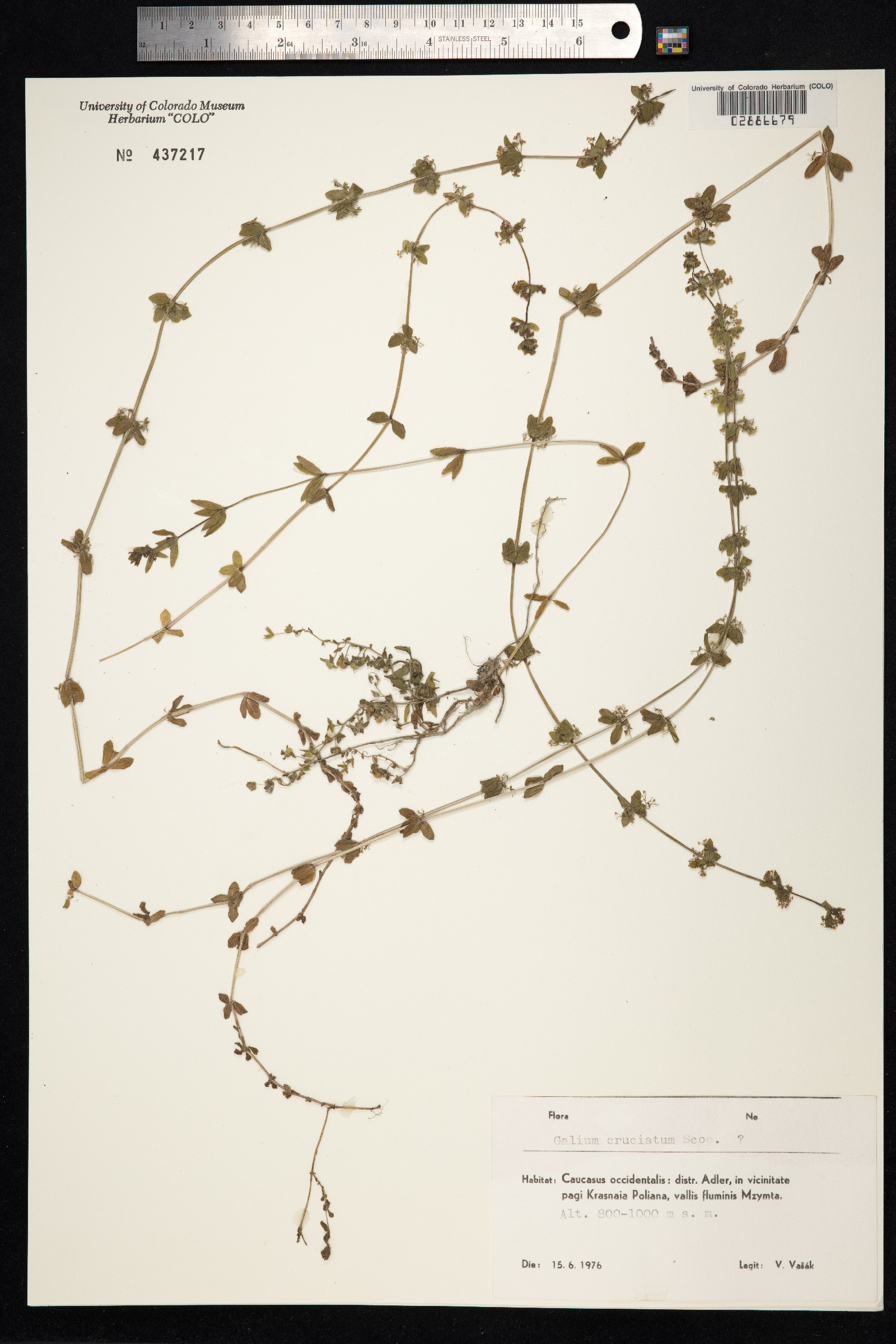 Cruciata laevipes image