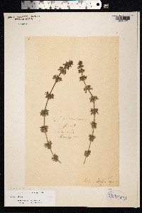 Cruciata laevipes image