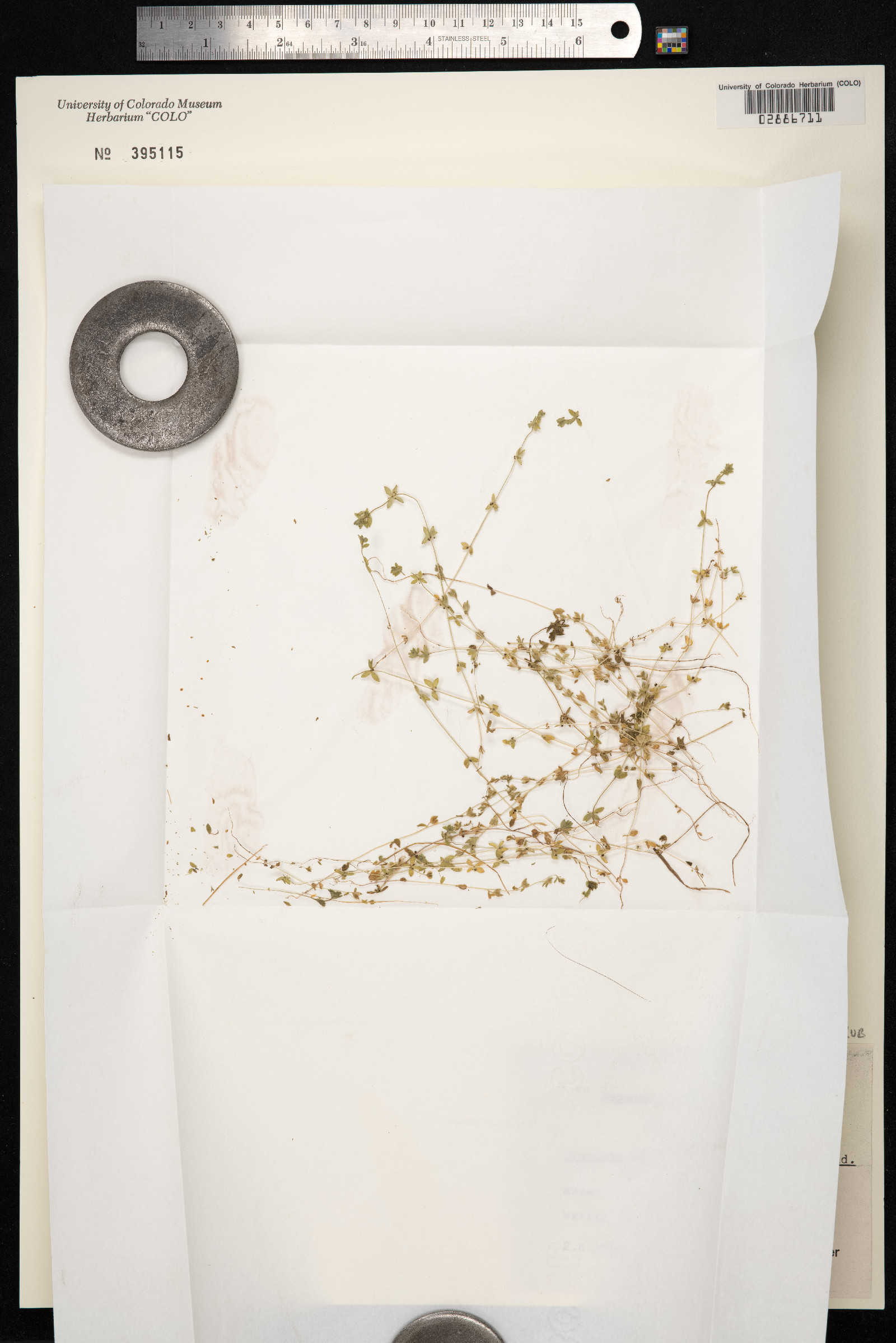 Cruciata pedemontana image