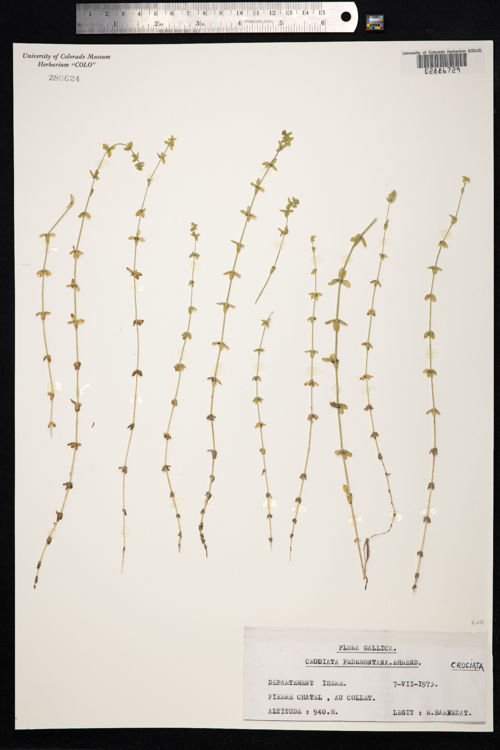 Cruciata pedemontana image