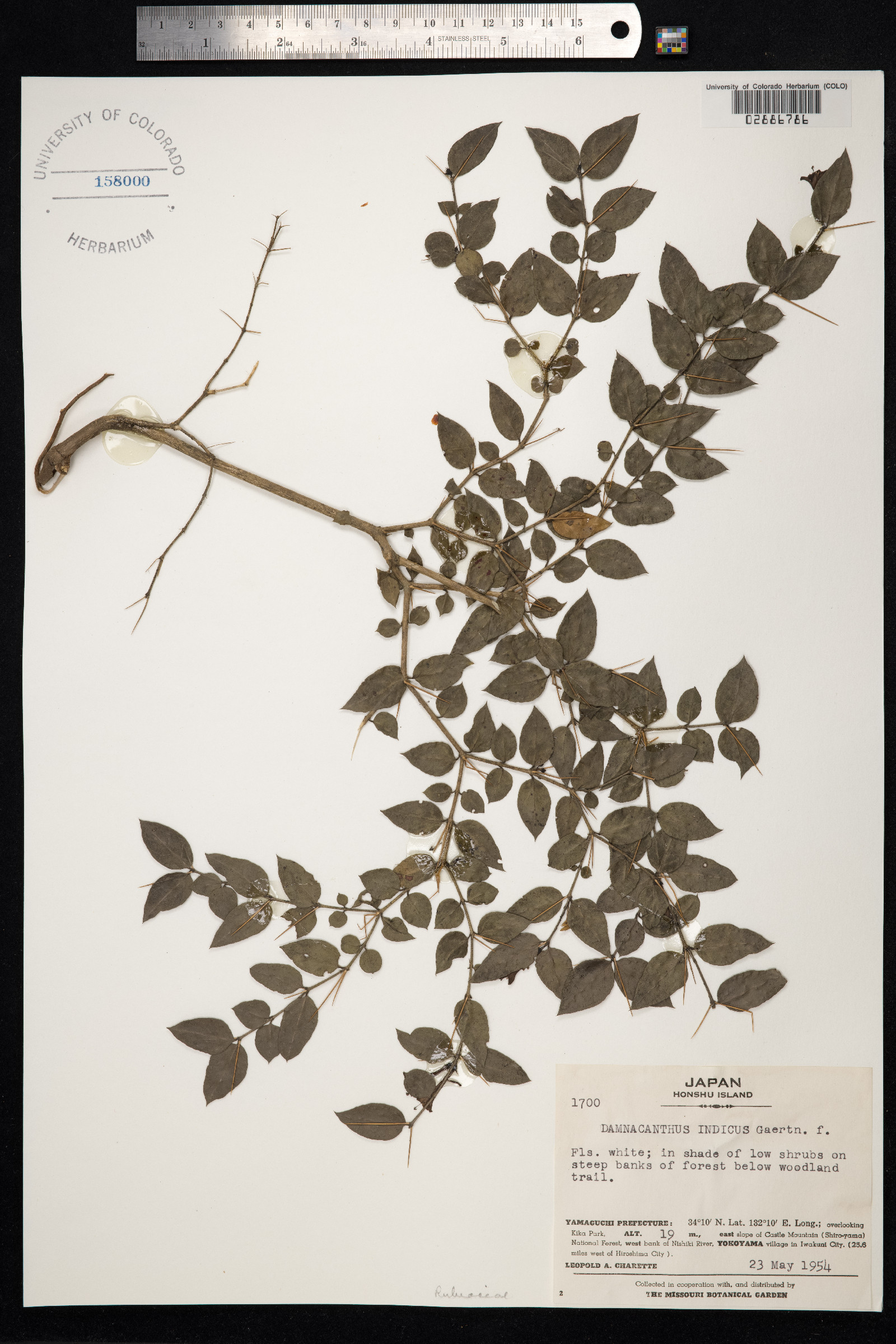 Damnacanthus indicus image
