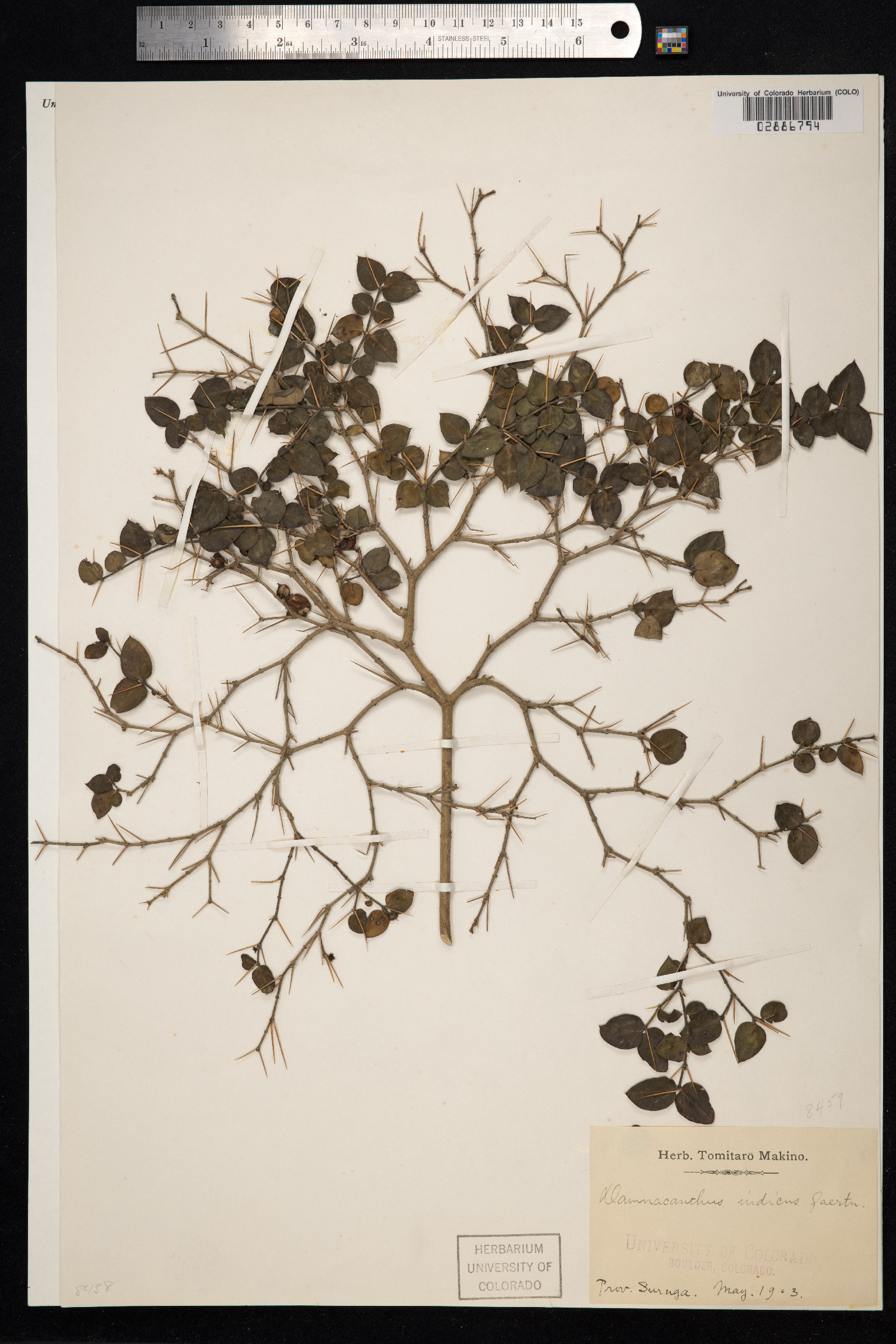 Damnacanthus image