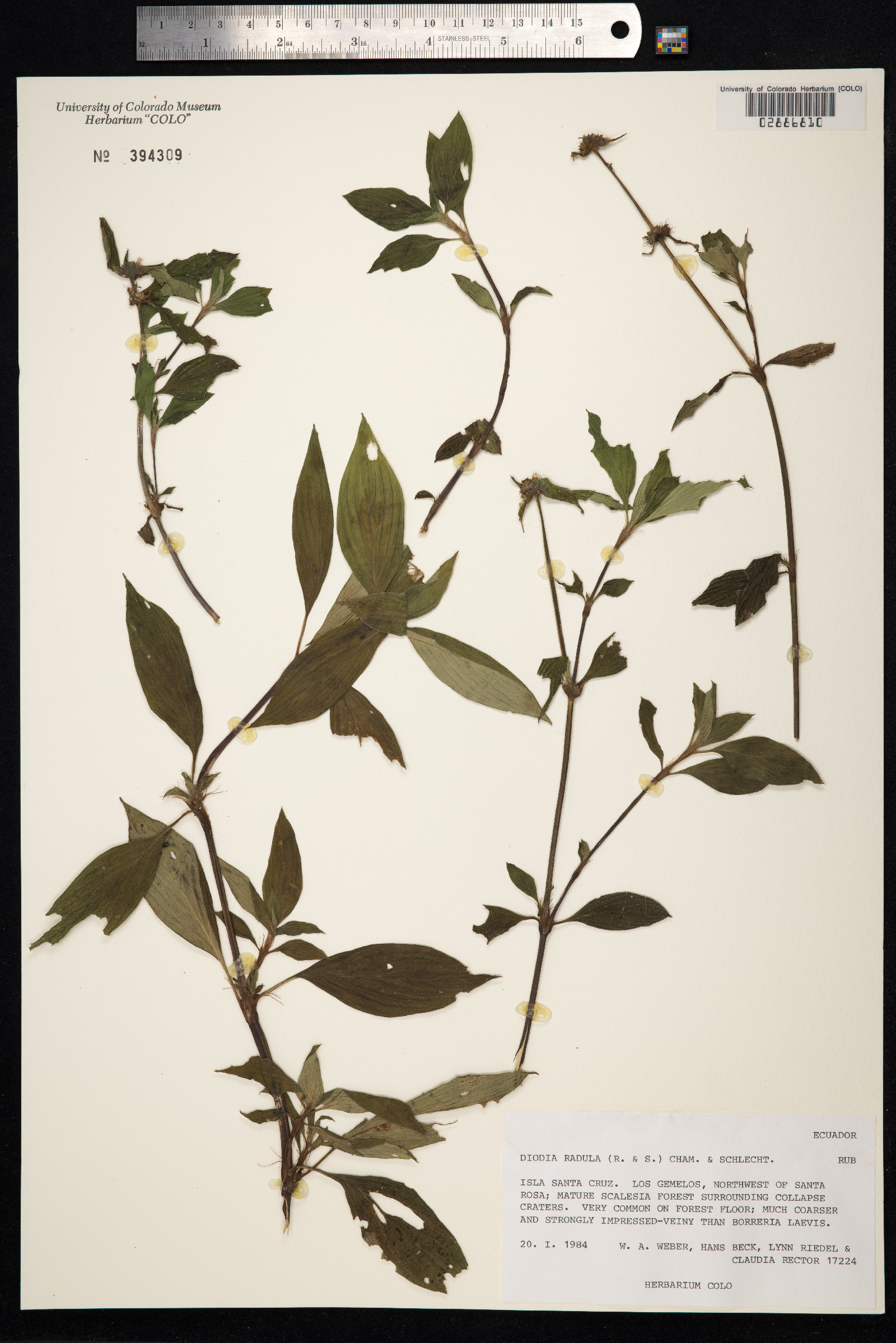 Diodella radula image