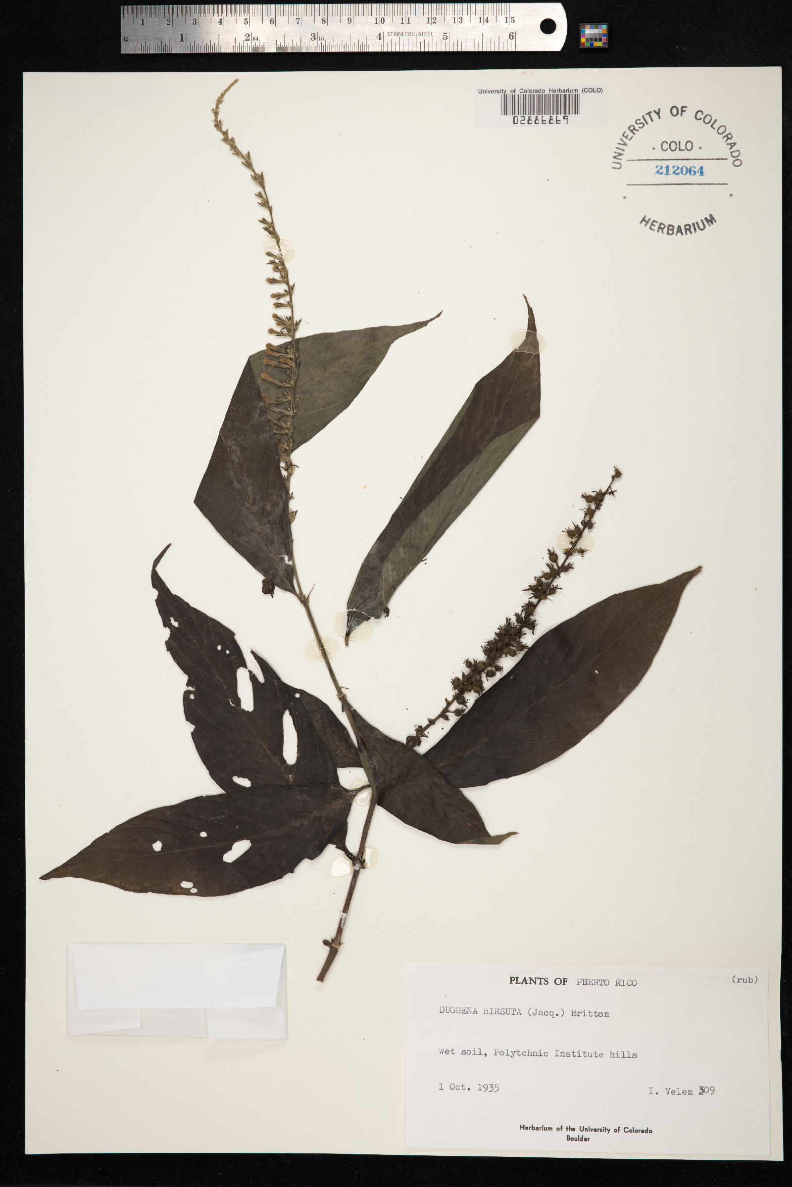 Gonzalagunia hirsuta image