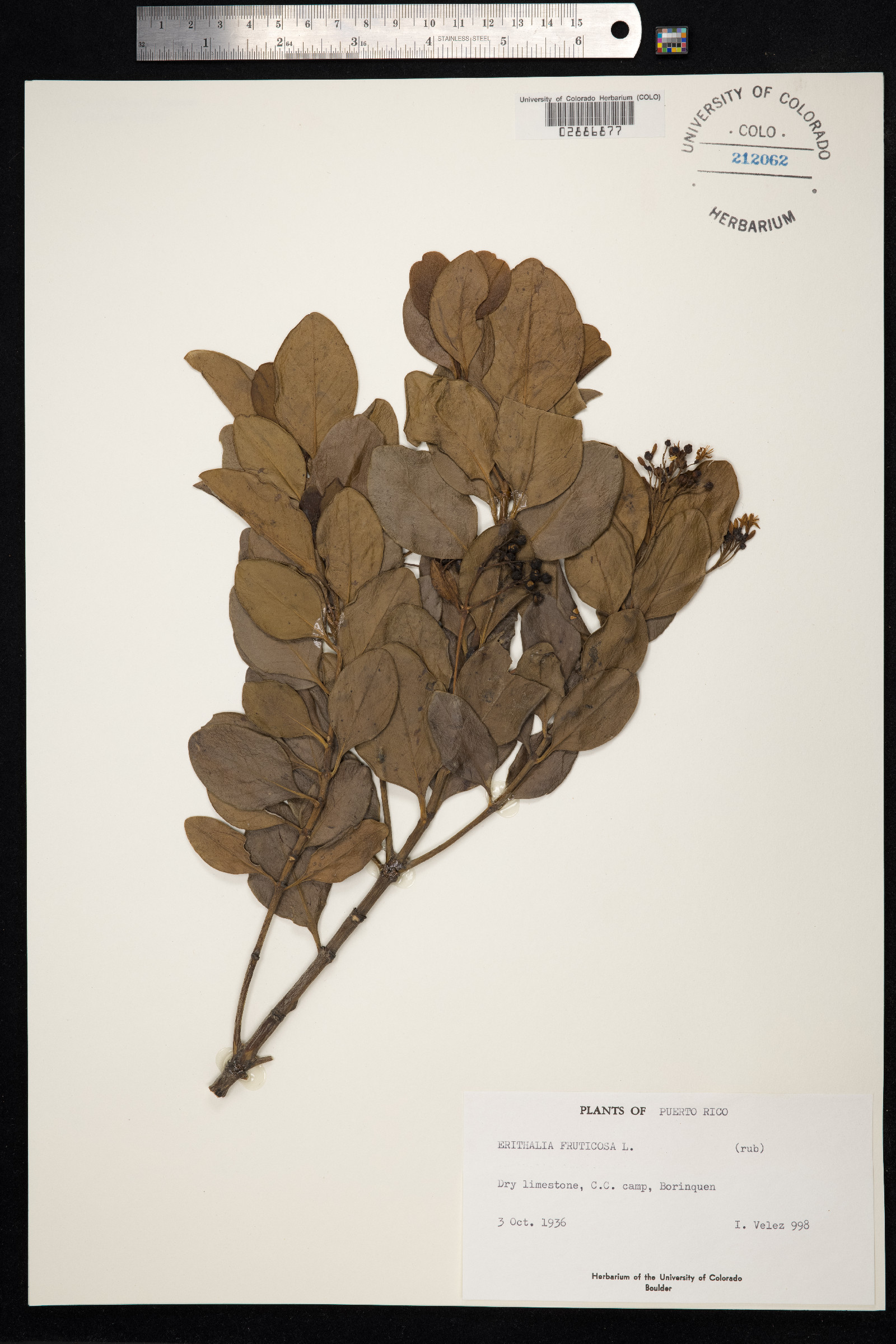 Erithalis image