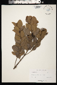Image of Erithalis fruticosa