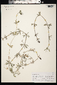 Galium aparine image