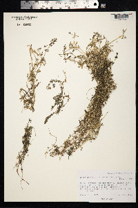 Galium aparine image