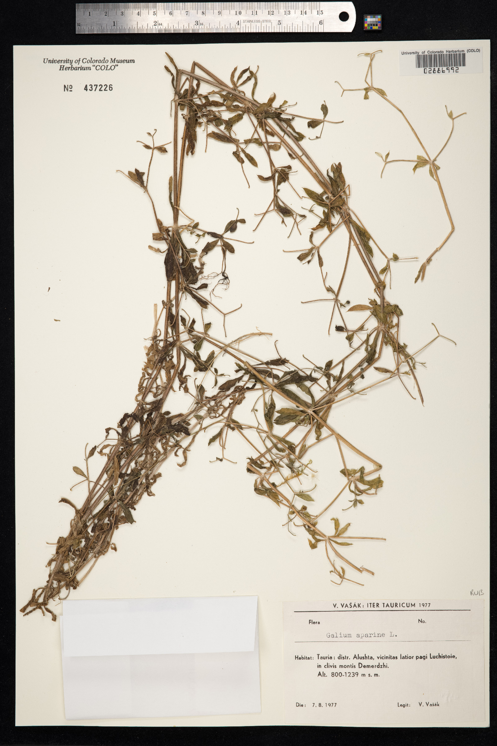 Galium aparine image