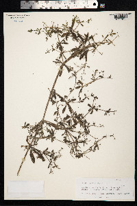 Galium aparine image