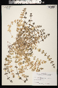 Galium aparine image
