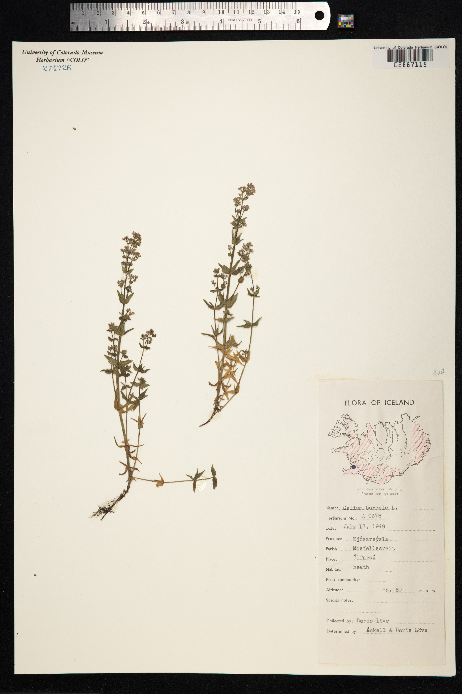 Galium boreale image