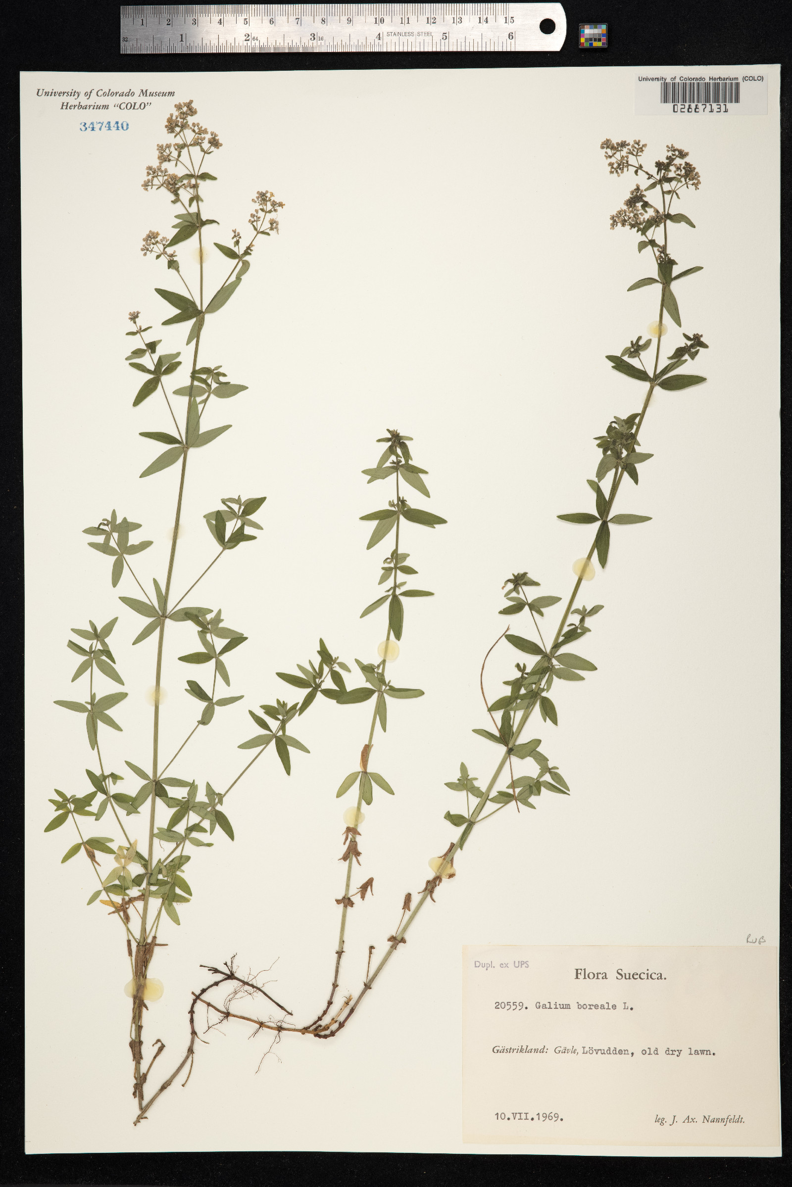 Galium boreale image