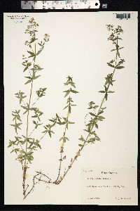 Galium boreale image