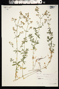 Galium boreale image