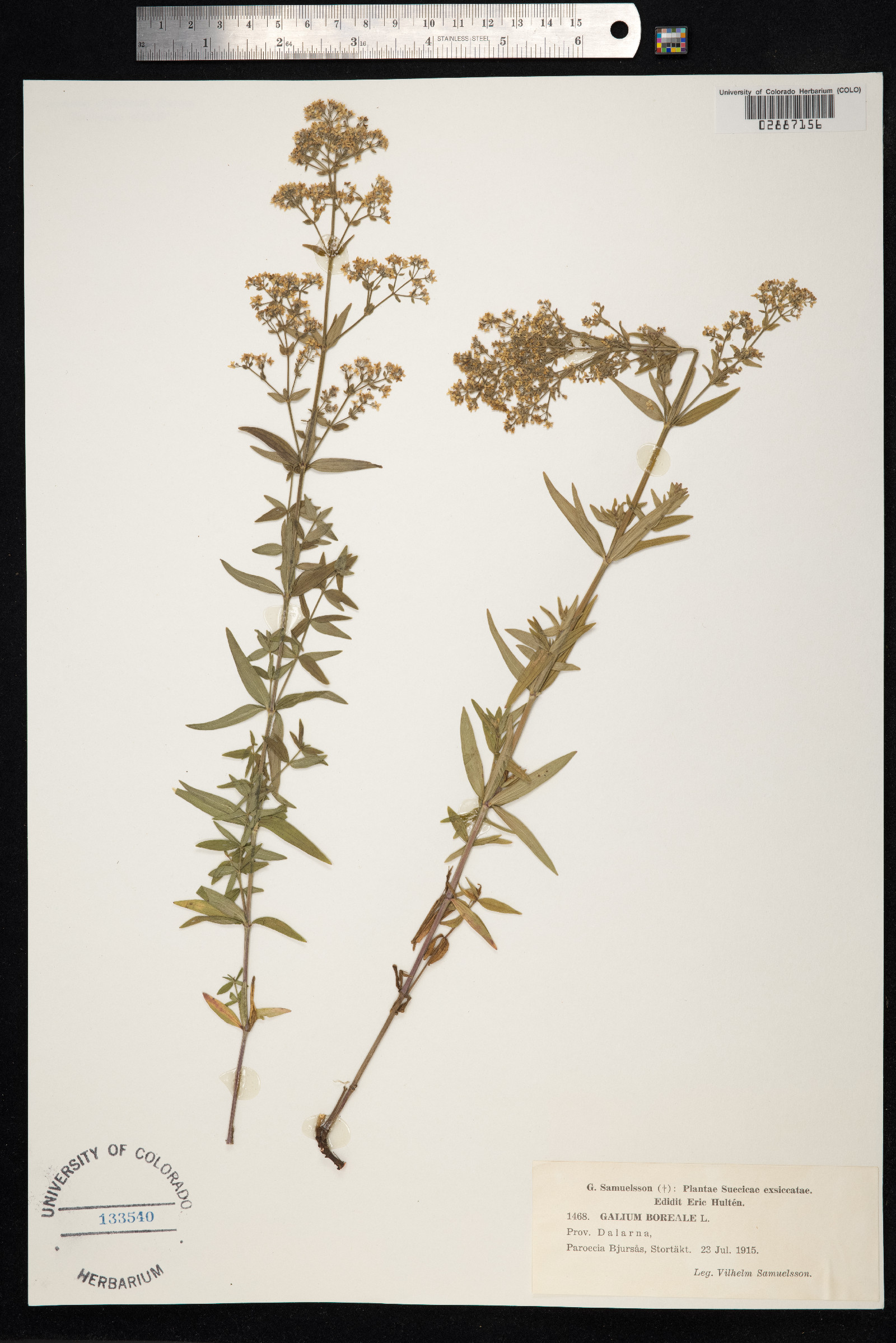Galium boreale image