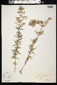 Galium boreale image