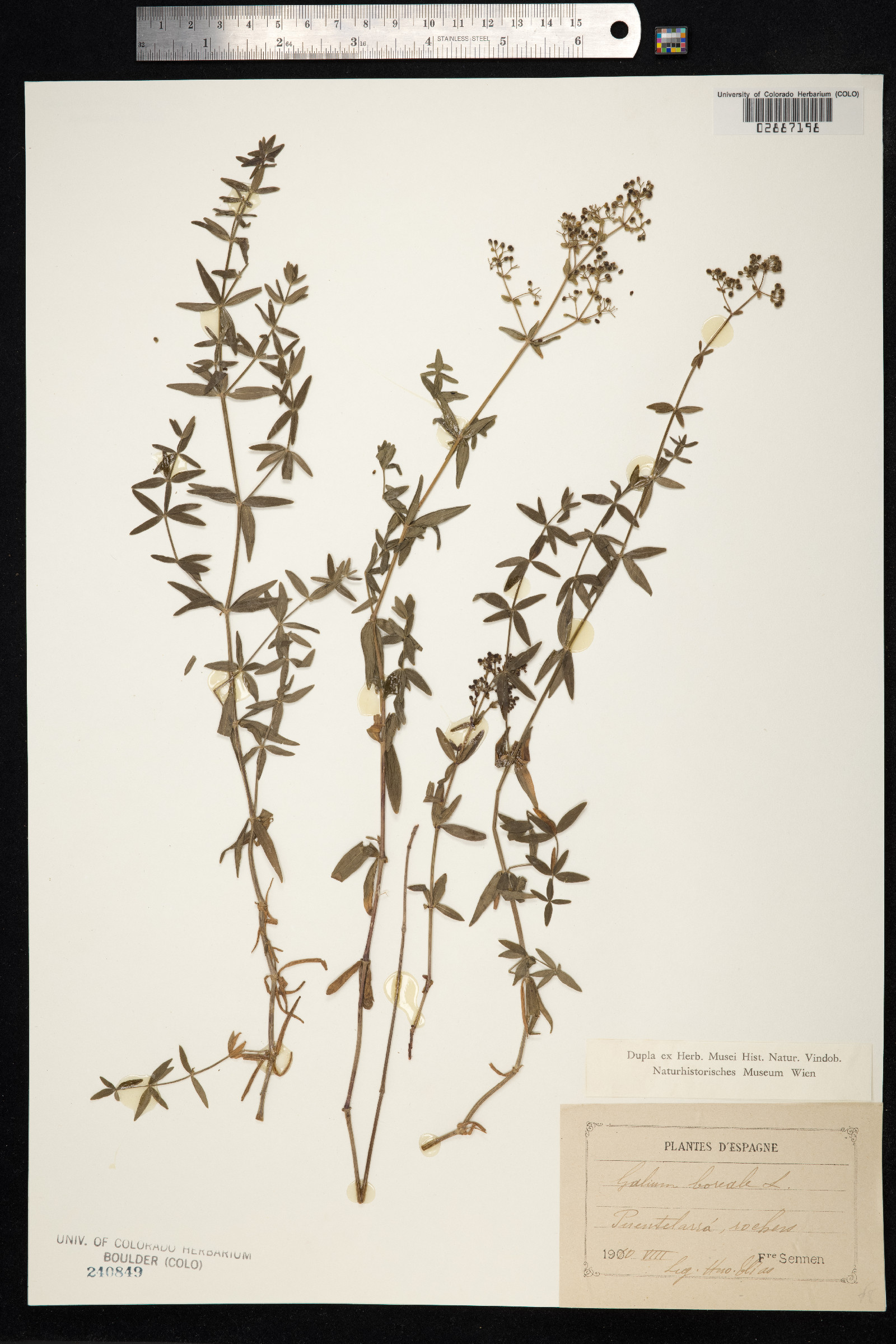 Galium boreale image