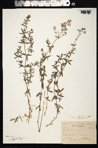 Galium boreale image