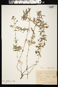 Galium boreale image