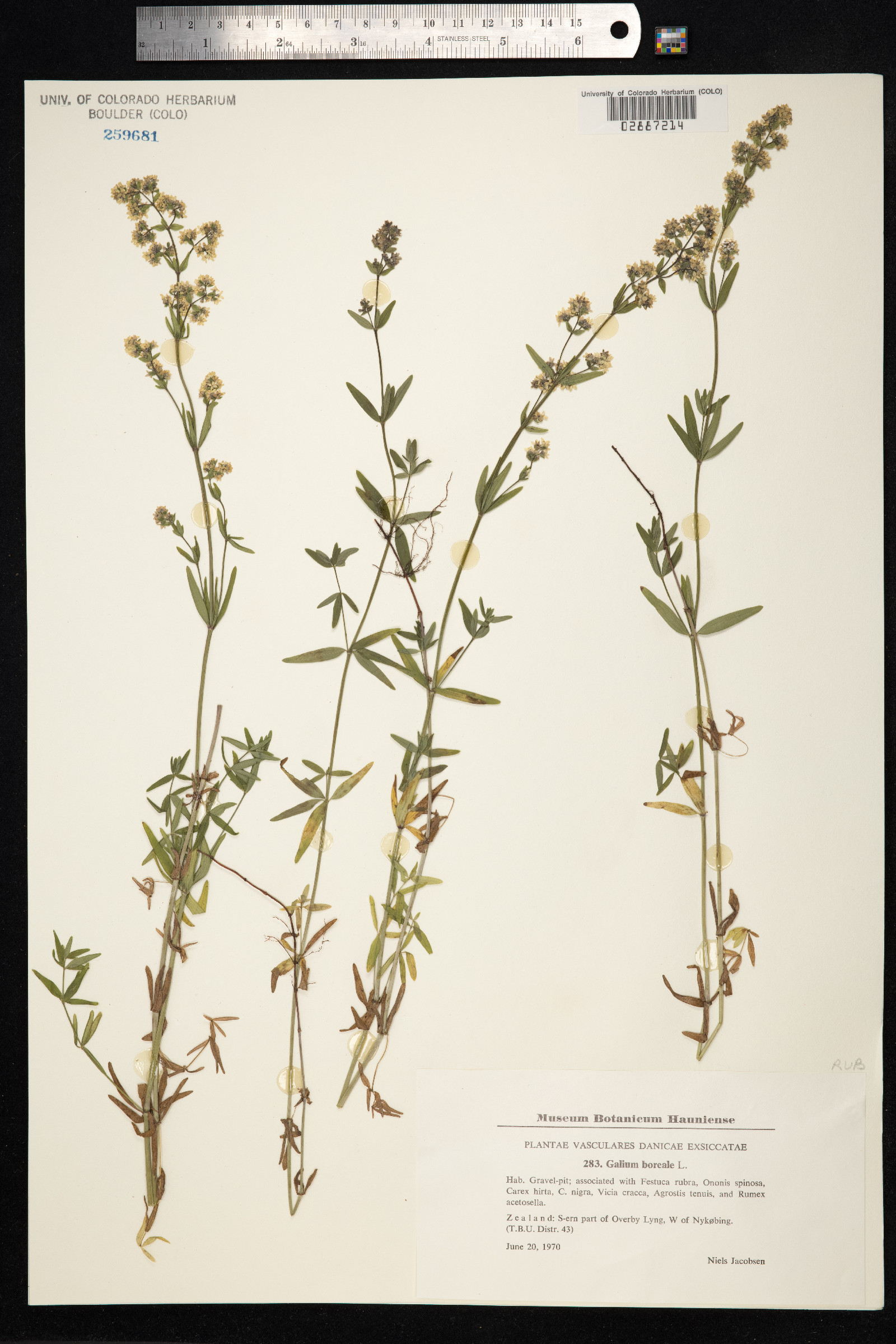 Galium boreale image