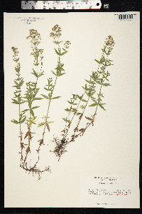 Galium boreale image